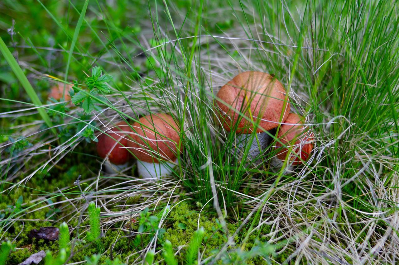 Villa Zatishok Bilya Richky Pilipets Esterno foto