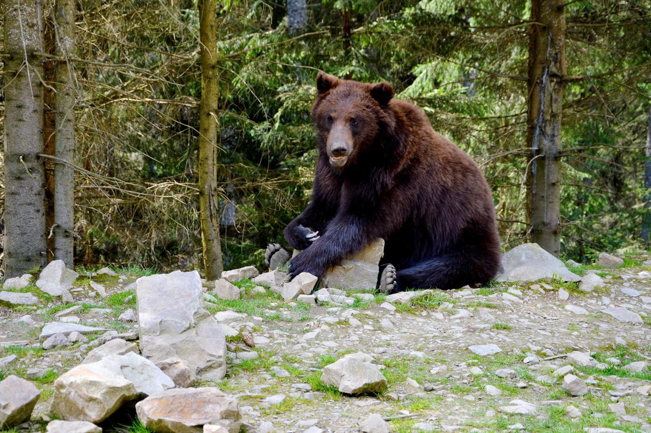 Villa Zatishok Bilya Richky Pilipets Esterno foto
